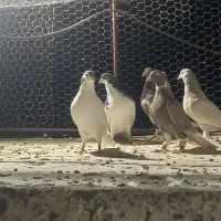 فروش کبوتر هوایی دونه ای ۵۰۰هزارتومان|پرنده|شیراز, شهرک مهرگان|دیوار