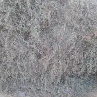یونجه