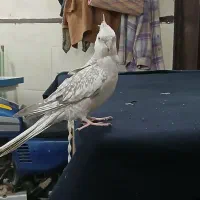 عروس هلندی گل باقالی واید ۲ ساله