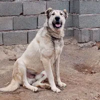 فروش سگ گله