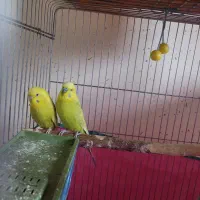 جفت مرغ عشق مولد