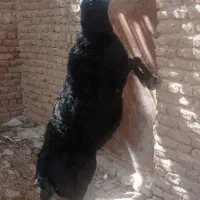 بره قوچ مو فر قره چال اصیل
