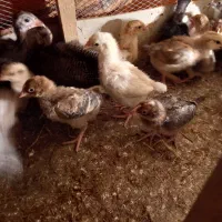 ۶۵عدد جوجه ۲۰ روزه سالم وسرحال  قیمت دهی ۴۰ تومن