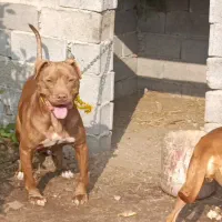 واگذاری پیتبول بولی ۲ساله ماده توله دهی خوبی داره