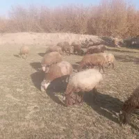 میش ابستن مایه کرده|حیوانات مزرعه|قره چای, |دیوار