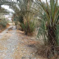 بچه نخل ...دمیت|گل و گیاه طبیعی|برازجان, |دیوار