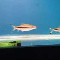 آروانا سیلور رد لاین|ماهی|رباطکریم, شهرک والفجر|دیوار