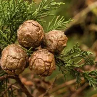 خرید میوه سرو|خدمات باغبانی و درختکاری|مشهد, شهید هاشمی نژاد|دیوار