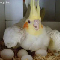 عروس هلندی ماده سینم