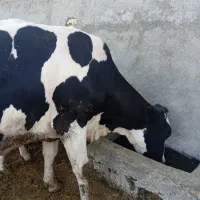 5عدد گوساله نروماده