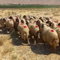 قوچ میش بره سنجابی