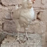 مرغ‌گلین‌تخمگذار‌و‌خروس‌گلین