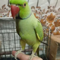 طوطی ملنگو نر