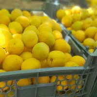 سیم کارت اعتباری همراه اول  خط شیراز۰۹۱۷
