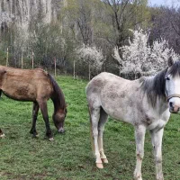 مادیان ۷ ساله ارام همراه با کره مادیان دو ساله