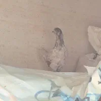 خروس و مرغ محلی|حیوانات مزرعه|بندر کنگان, |دیوار