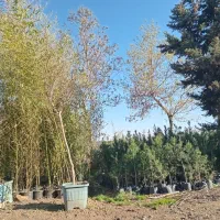 تزیینی گل وگیاه درخت درختان نهال های بلند بزرگ