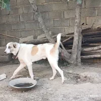 واگذاری سگ ۱ ساله