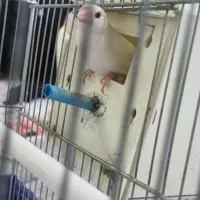 فنچ نرگسی مولد روی تخم معاوضه با قناری|پرنده|تهران, نیروی دریایی|دیوار