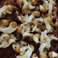 حلزون تخم گذار آلبینو|خزنده|بندرعباس, |دیوار