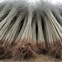 نهالستان نهال های پیوندی گردو و بادام پربار