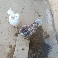 کبوتر|پرنده|محمدشهر, سیدآباد|دیوار