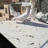 پلاکی اصل سفید|پرنده|سنندج, |دیوار