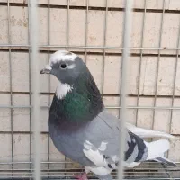 کبوتر|پرنده|کاشان, رسالت|دیوار