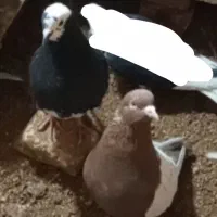 سینه نرزرد نر طوقی پوشت جوجه هست فروشی