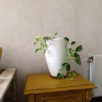 گل میز