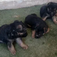 واگذاری فوری توله.ژرمن شپر اصل نژاد دار سالم