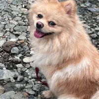 پت خانگی|سگ|رشت, دیلمان|دیوار