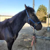 فروش اسب ایرانی