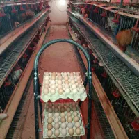 تخم مرغ محلی|خوردنی و آشامیدنی|هشتگرد, قاسم آباد بزرگ|دیوار