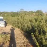 فروش نهال مثمر و غیر مثمر