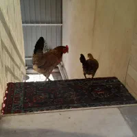 مرغ