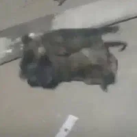 توله سگ عراقی