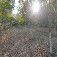 باغچه|فروش زمین و ملک کلنگی|فشاپویه, |دیوار