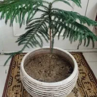 درختچه طبیعی