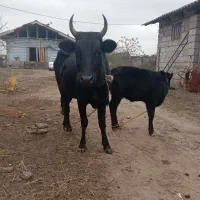 گاووگوساله ماده شیری چالوسی عروسک حامله شکمدارجوان