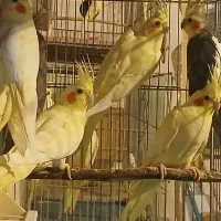 فروش عروس هلندی|پرنده|آذرشهر, |دیوار