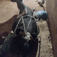 گاو ماده سیمینتال