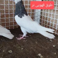 موشی نقره ای شهری بهبونی|پرنده|شیراز, عادل آباد|دیوار