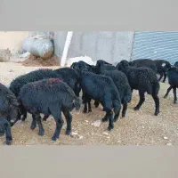 بره ماده قره قزل گوسفند میش قوچ شیشک افشار دوقلو|حیوانات مزرعه|قیدار, |دیوار