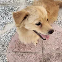 دو قلاده سگ پاکوتاه شیتزو و کوکونی