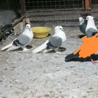 کبوتر سوز شور|پرنده|بوشهر, |دیوار