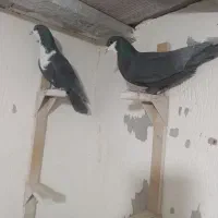 کبوتر