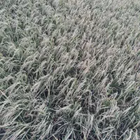 برنج محل اصل .کاظمی. موجود است .دو تن|عمدهفروشی|بروجرد, |دیوار