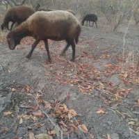 بره گوسفند ابستن|حیوانات مزرعه|علی‌آباد کتول, |دیوار