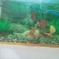 آکواریوم با ماهی جمع و جور و ارزون|ماهی|مشکیندشت, |دیوار